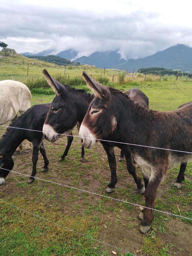 Font-Romeu Via Odeillo Jolie Appartement 6 Personnes Plein Sud Eksteriør billede